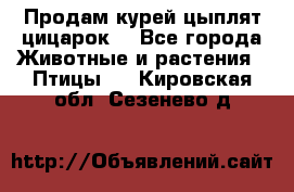 Продам курей цыплят,цицарок. - Все города Животные и растения » Птицы   . Кировская обл.,Сезенево д.